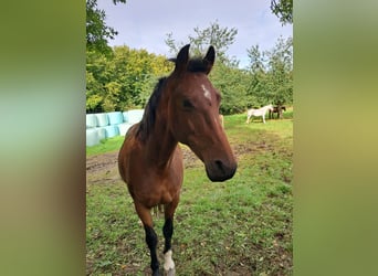 Lettisches Warmblut, Stute, 15 Jahre, 163 cm, Brauner