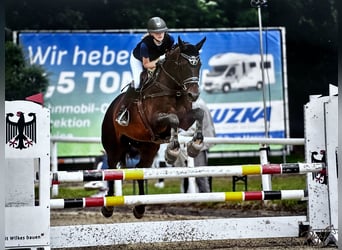 Lettisches Warmblut, Stute, 15 Jahre, 164 cm, Brauner