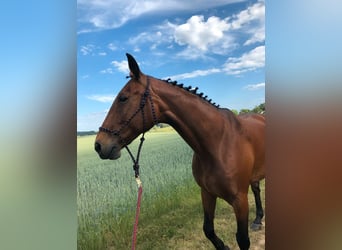 Lettisches Warmblut, Stute, 17 Jahre, 164 cm, Brauner