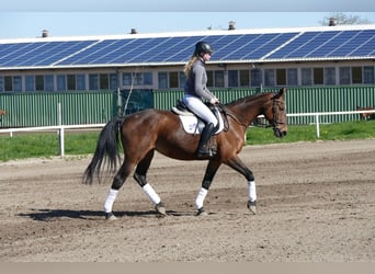 Lettisches Warmblut, Stute, 17 Jahre, 167 cm, Brauner
