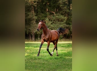 Lettisches Warmblut, Stute, 1 Jahr, 163 cm, Rotbrauner