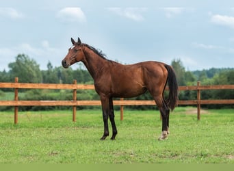 Lettisches Warmblut, Stute, 1 Jahr, 163 cm, Rotbrauner