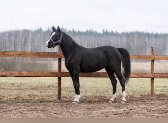 Lettisches Warmblut, Stute, 3 Jahre, 165 cm, Rappe