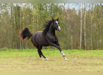 Lettisches Warmblut, Stute, 3 Jahre, 165 cm, Rappe