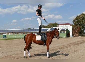 Lettisches Warmblut, Stute, 4 Jahre, 152 cm, Brauner