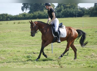 Lettisches Warmblut, Stute, 4 Jahre, 152 cm, Brauner