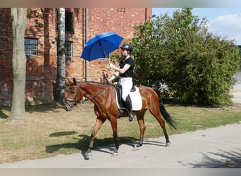 Lettisches Warmblut, Stute, 4 Jahre, 158 cm, Brauner