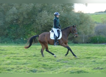Lettisches Warmblut, Stute, 4 Jahre, 158 cm, Brauner