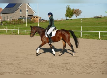 Lettisches Warmblut, Stute, 4 Jahre, 158 cm, Brauner