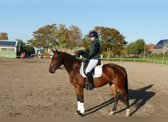 Lettisches Warmblut, Stute, 4 Jahre, 158 cm, Brauner