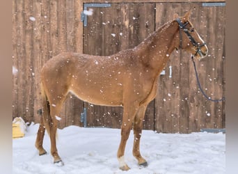 Lettisches Warmblut, Stute, 4 Jahre, 165 cm, Dunkelfuchs