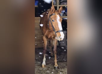 Lettisches Warmblut, Stute, 4 Jahre, 165 cm, Dunkelfuchs