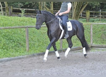 Lettisches Warmblut, Stute, 4 Jahre, 172 cm, Rappe
