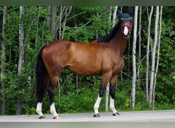 Lettisches Warmblut, Stute, 6 Jahre, 163 cm, Rotbrauner