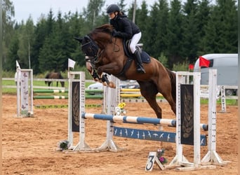 Lettisches Warmblut, Stute, 6 Jahre, 164 cm, Dunkelfuchs