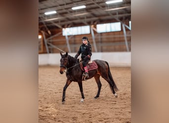 Lettisches Warmblut, Stute, 6 Jahre, 165 cm, Dunkelbrauner