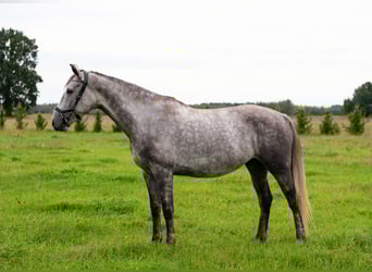 Lettisches Warmblut, Stute, 6 Jahre, 165 cm, Schimmel