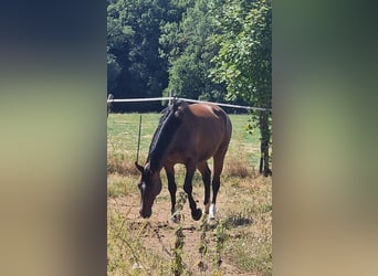 Lettisches Warmblut, Stute, 6 Jahre, 169 cm, Brauner