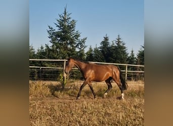 Lettisches Warmblut, Stute, 6 Jahre, 169 cm, Brauner