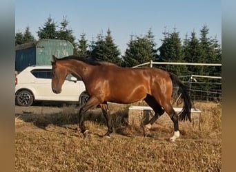Lettisches Warmblut, Stute, 6 Jahre, 169 cm, Brauner
