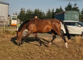 Lettisches Warmblut, Stute, 6 Jahre, 169 cm, Brauner
