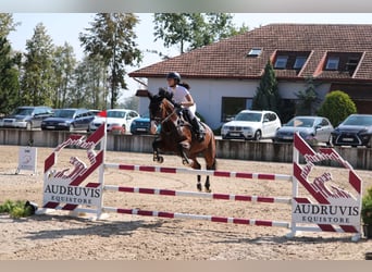 Lettisches Warmblut, Stute, 6 Jahre, 170 cm, Rotbrauner