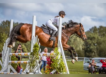 Lettisches Warmblut, Stute, 6 Jahre, 170 cm, Rotbrauner