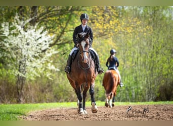 Lettisches Warmblut, Stute, 6 Jahre, 170 cm, Rotbrauner