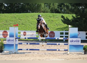 Lettisches Warmblut, Stute, 6 Jahre, 170 cm, Rotbrauner