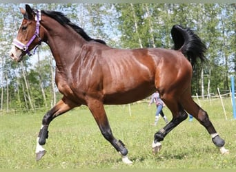 Lettisches Warmblut, Stute, 6 Jahre, 170 cm, Rotbrauner