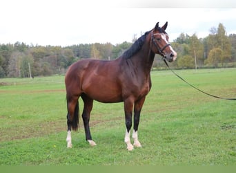 Lettisches Warmblut, Stute, 6 Jahre, 170 cm, Rotbrauner