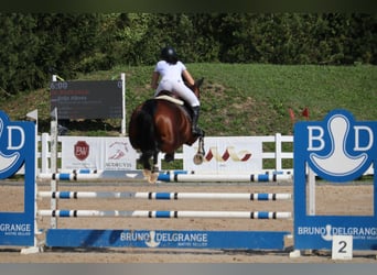 Lettisches Warmblut, Stute, 6 Jahre, 170 cm, Rotbrauner