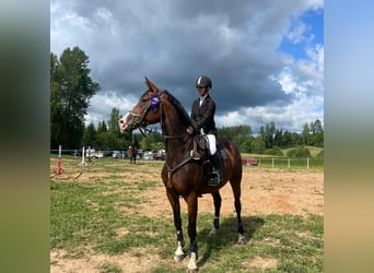 Lettisches Warmblut, Stute, 6 Jahre, 170 cm, Rotbrauner