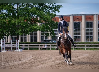 Lettisches Warmblut, Stute, 6 Jahre, 170 cm, Rotbrauner