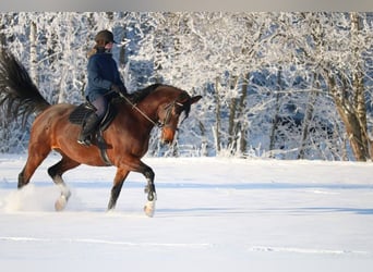 Lettisches Warmblut, Stute, 6 Jahre, 170 cm, Rotbrauner