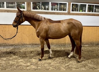 Lettisches Warmblut, Stute, 6 Jahre, Fuchs