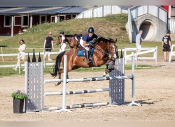 Lettisches Warmblut, Stute, 7 Jahre, 164 cm, Rotbrauner