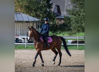 Lettisches Warmblut, Stute, 7 Jahre, 164 cm, Rotbrauner