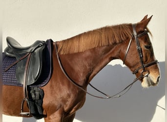 Lettisches Warmblut, Stute, 7 Jahre, 165 cm, Fuchs