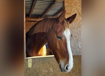 Lettisches Warmblut, Stute, 7 Jahre, 165 cm, Fuchs