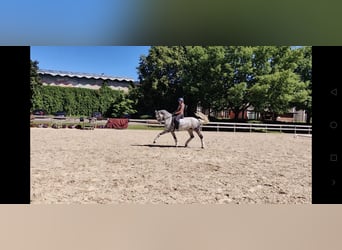 Lettisches Warmblut Mix, Stute, 7 Jahre, 168 cm, Blauschimmel