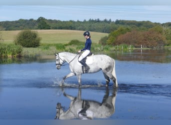 Lettisches Warmblut, Stute, 7 Jahre, 169 cm, Schimmel