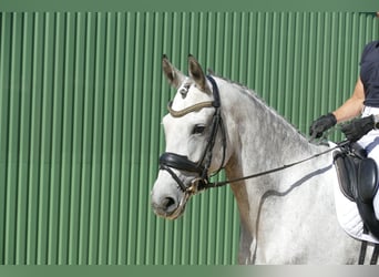 Lettisches Warmblut, Stute, 7 Jahre, 169 cm, Schimmel