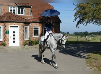 Lettisches Warmblut, Stute, 7 Jahre, 169 cm, Schimmel