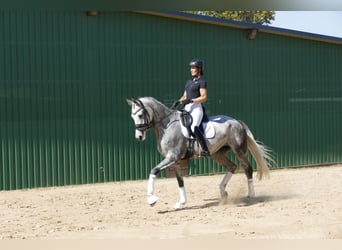 Lettisches Warmblut, Stute, 7 Jahre, 169 cm, Schimmel