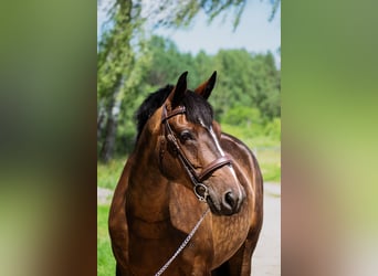 Lettisches Warmblut, Stute, 8 Jahre, 163 cm, Rotbrauner