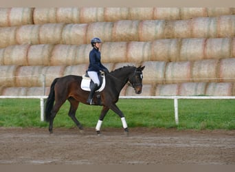 Lettisches Warmblut, Stute, 8 Jahre, 165 cm, Dunkelbrauner