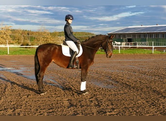 Lettisches Warmblut, Stute, 8 Jahre, 165 cm, Dunkelbrauner
