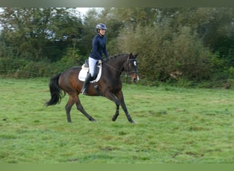 Lettisches Warmblut, Stute, 8 Jahre, 165 cm, Dunkelbrauner