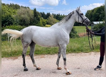 Lettisches Warmblut, Stute, 8 Jahre, 170 cm, Schimmel